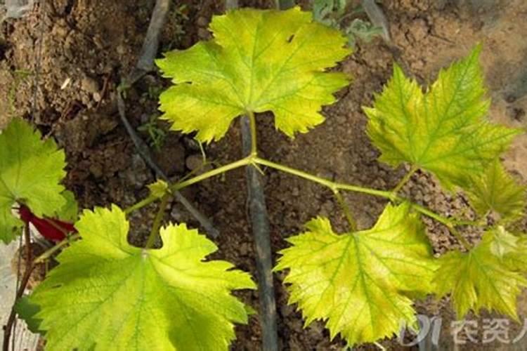 土豆在什么时候用膨大素最好