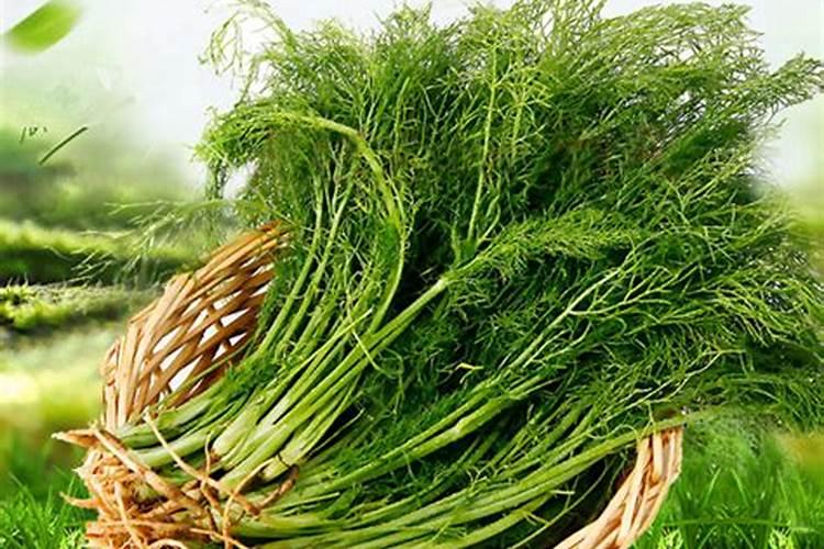 农作物不重视补钙容易出现哪些生理病害？如何提前防范？