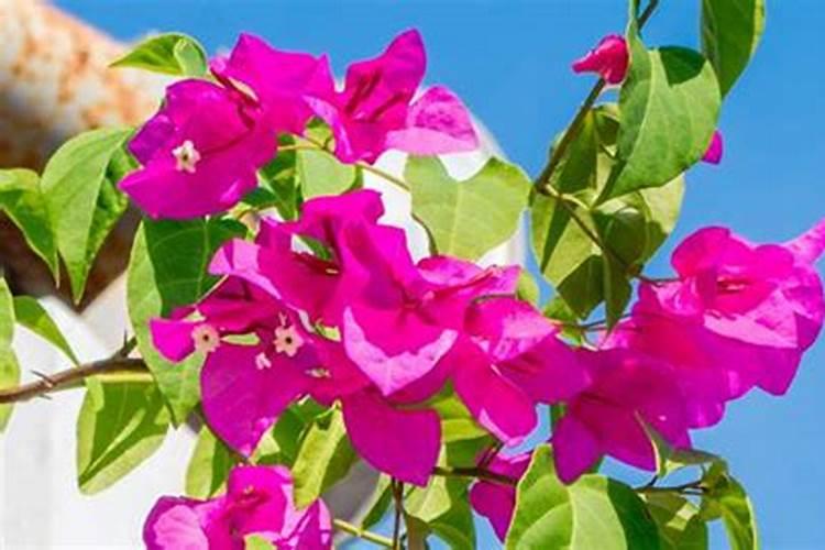 氮肥养花的作用