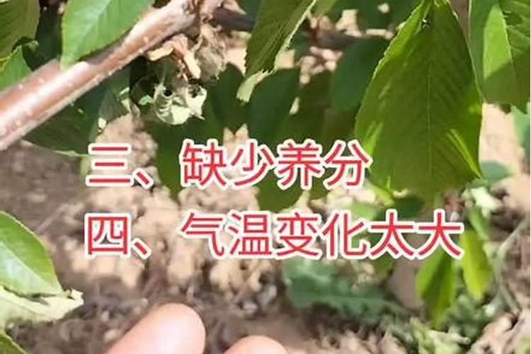 樱桃树叶子突然蔫了是什么原因