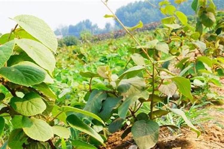 樱桃树浇什么肥料合适