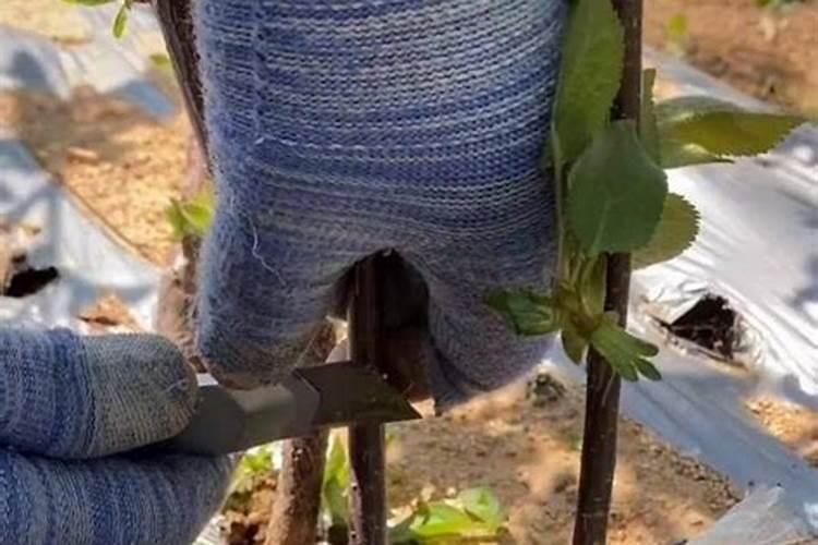 樱桃树施什么肥好