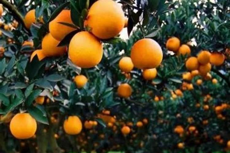 盆栽橘子用什么肥