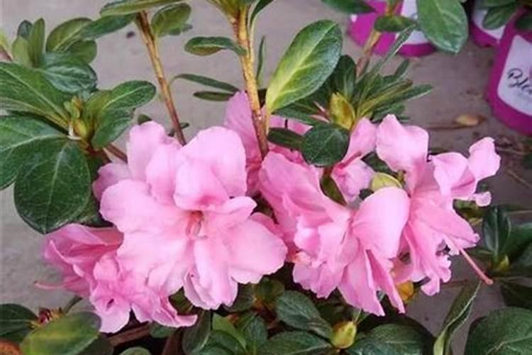 杜鹃花施什么肥较好