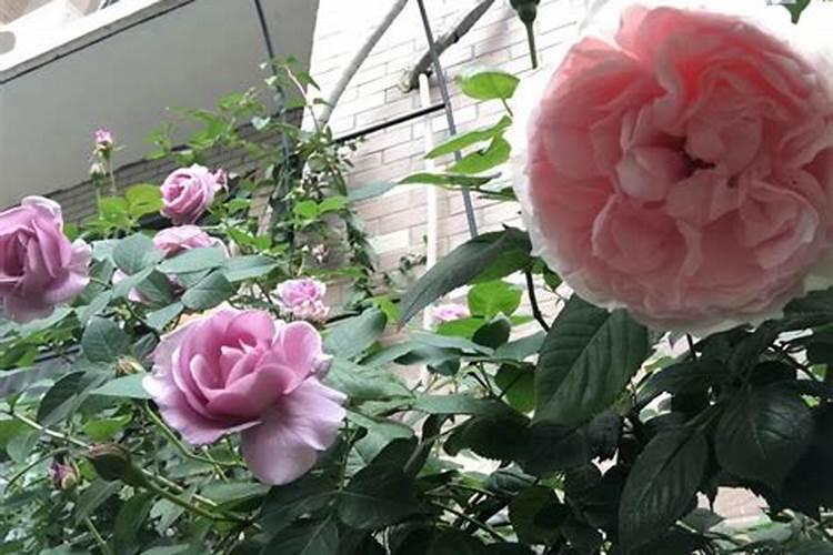 三角梅施肥什么肥最好 三角梅缺铁黄叶怎么追肥