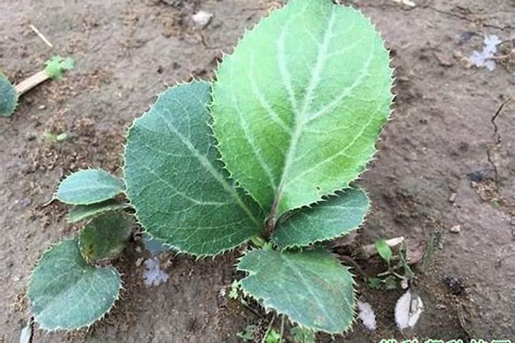 蔬菜叶面肥可以给苍术施肥吗？