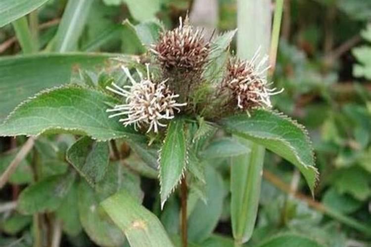 农博金草苍术如何种植？有哪些需要注意的？