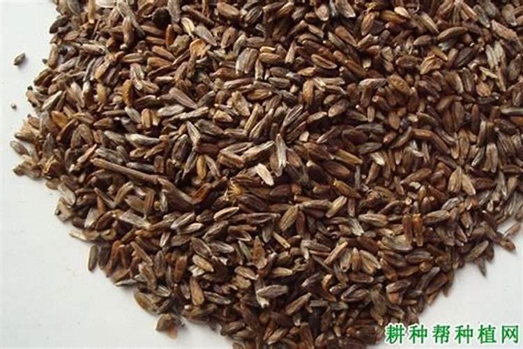 白术充地下膨果丰效果怎么样