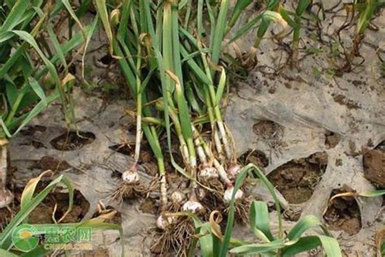 氮肥养花起什么作用