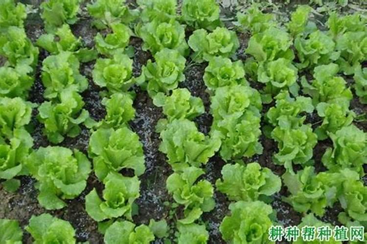 生菜怎么施肥