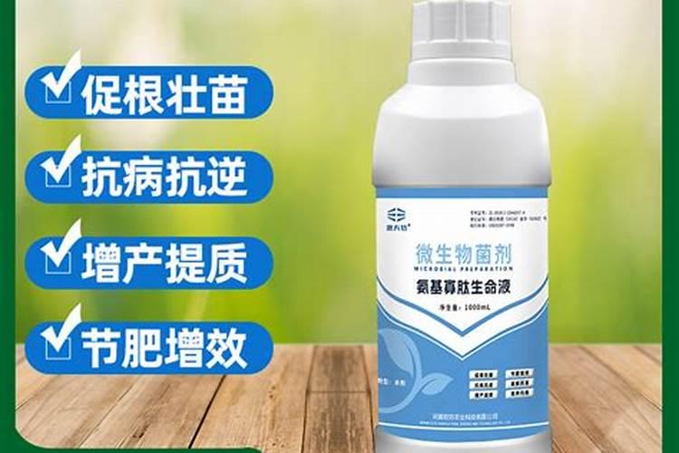 早熟禾当年的苗死了还能发芽吗？