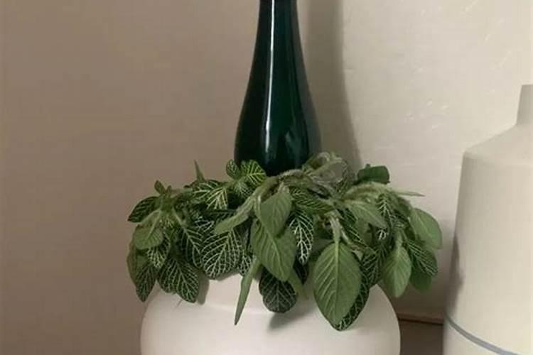 假连翘的繁殖方法