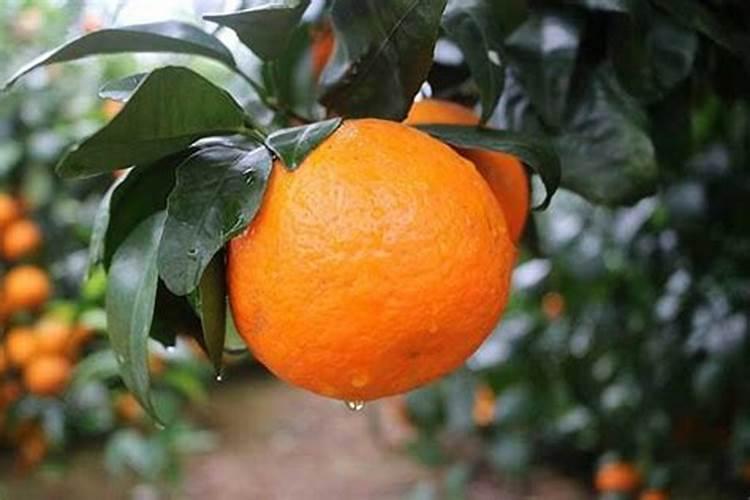 广昌白莲怎么种？