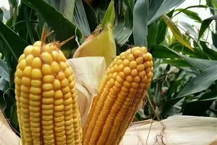 米兰施肥方法 米兰施肥需施什么肥料