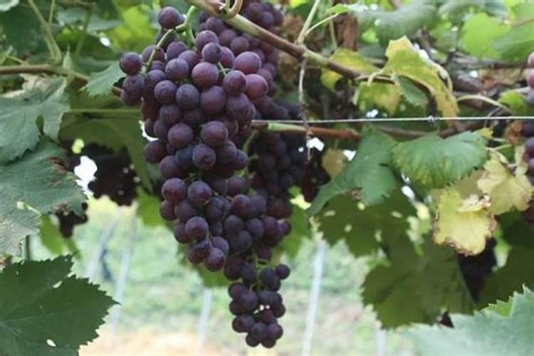 巨峰葡萄膨果期如何施肥