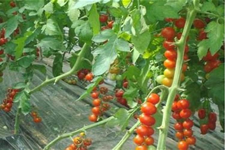 小西红柿口感不好浇什么肥