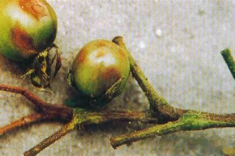 喷施什么样的叶面肥能促进西红柿开花坐果