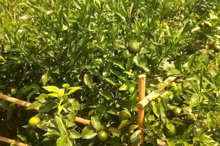 柑橘施肥时间及方法 柑橘如何施肥