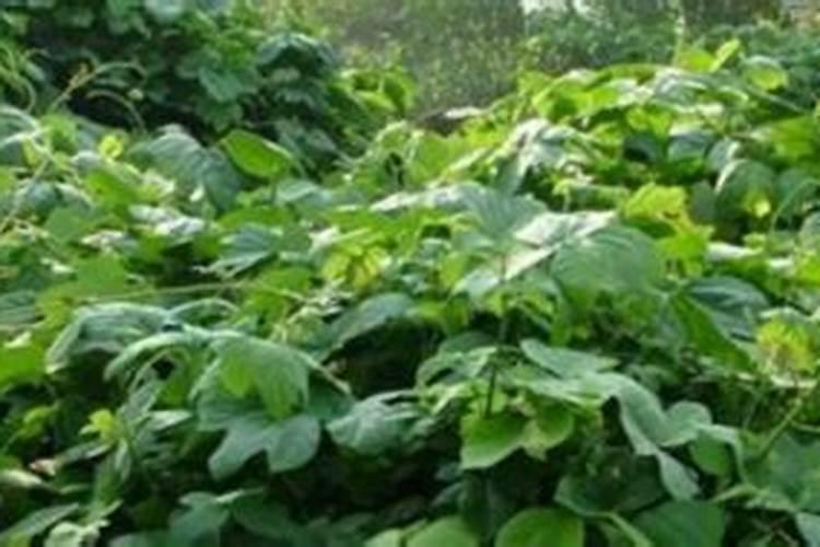 化肥执行标准有几种？