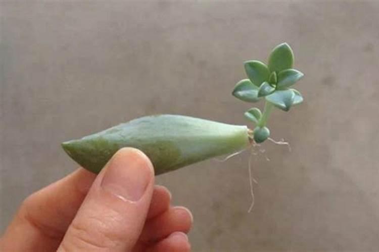 适量硼肥是每亩施多少斤硼肥