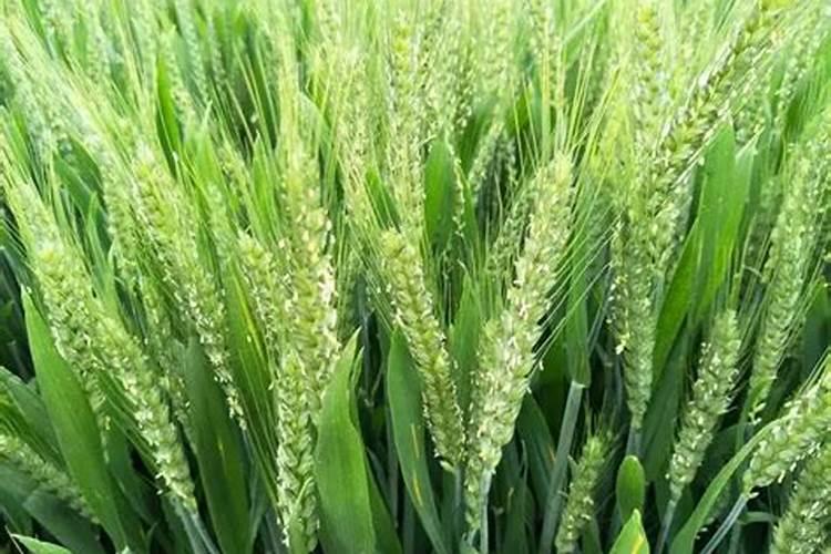 小麦追肥用硝酸磷好吗 什么时候使用效果好