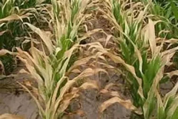 一年苹果树施什么肥比较好？