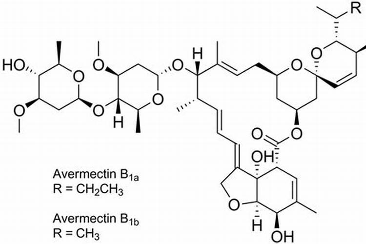 大蒜浇水最佳时间 什么时候浇水好
