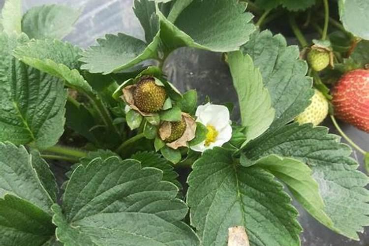 夏季应该如何施尿素肥？