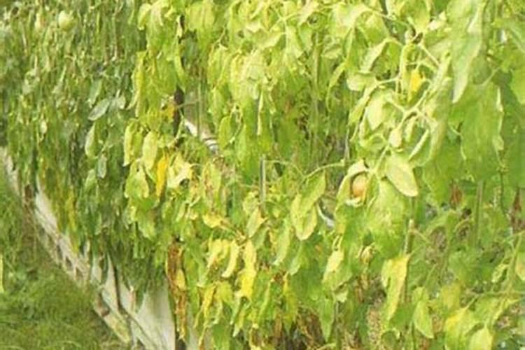 西红柿顶端发白怎么回事