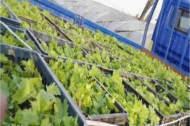 茄子没有光泽度,有黄点,这个叶子严重