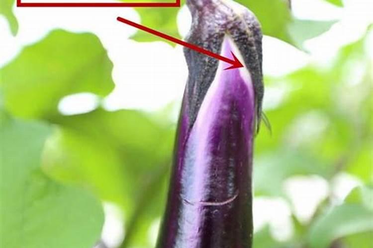 茄子没有光泽是怎么回事？