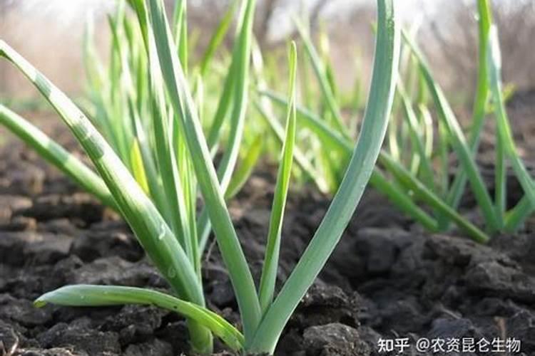 钾肥什么时候施好