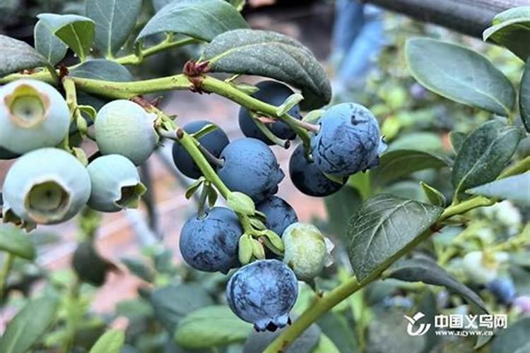 高浓度钙硼液体肥料专利技术配方