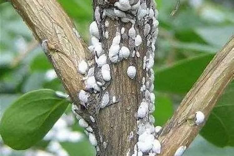 矿源黄腐酸钾里面含有的元素