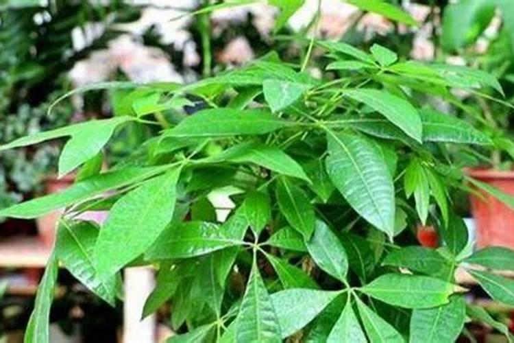 莲藕田施钾肥对藕有影响吗