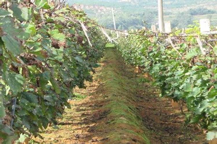 怎么让红薯苗快速生根