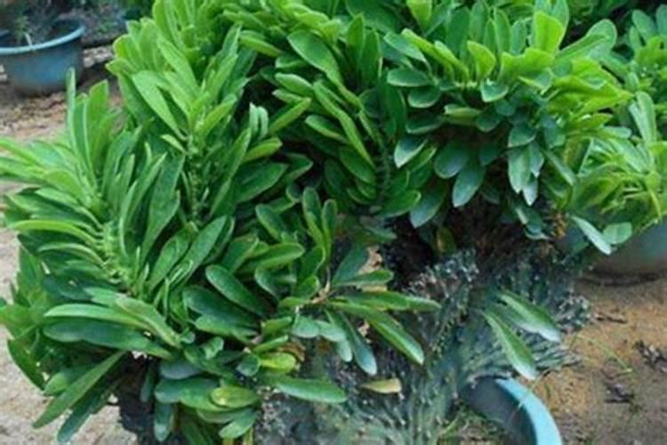 全国四大牡丹基地是那四个地方