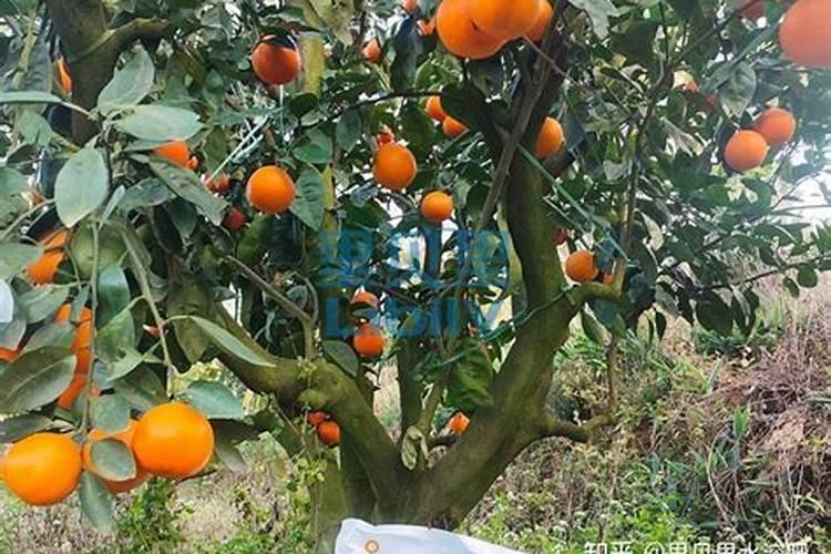 月季开花用什么肥