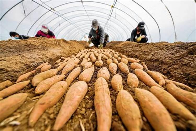 高磷肥料对植物的作用
