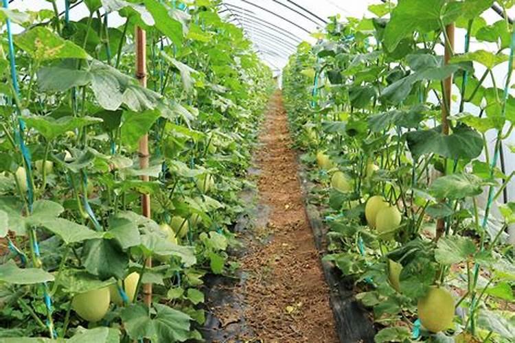 种香瓜肥料怎么施肥