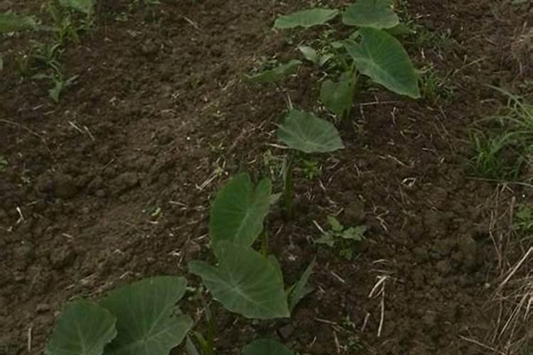 无土种草莓的方法步骤 无土种草莓怎么授粉呢