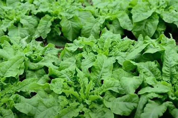 农家肥种菜为什么那么好吃(自己家种菜放农家肥好处)