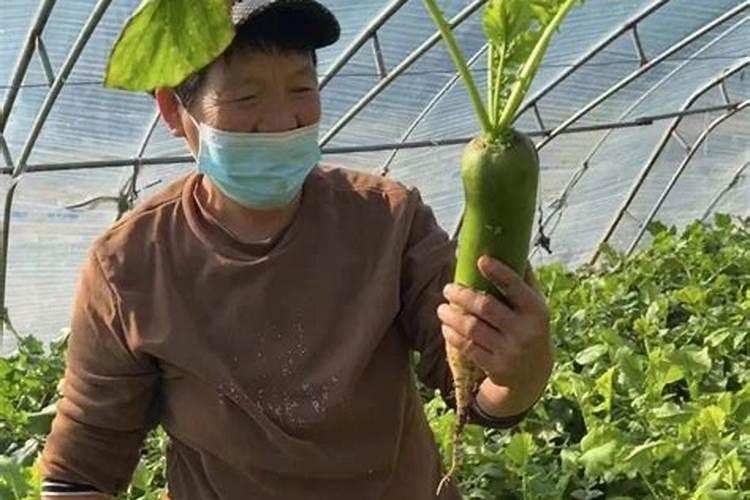 种蔬菜用什么肥料