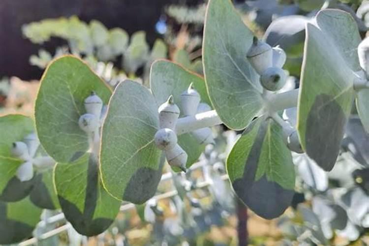 盆栽柠檬施什么肥最好