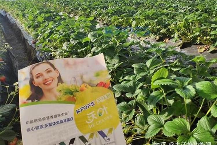 脐橙树病虫害防治方法与技术措施