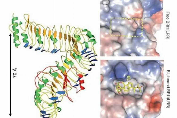 月季花用什么肥料最佳