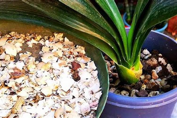 生活中哪些食材有祛湿的作用？