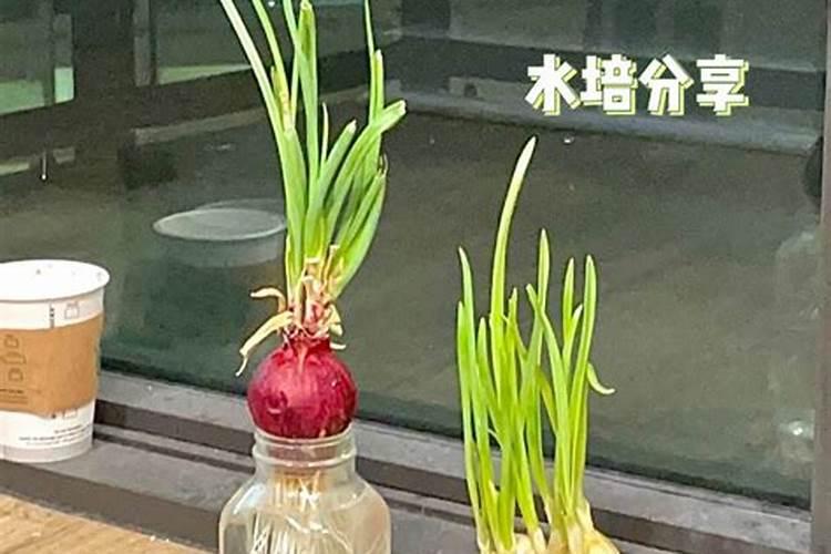 葱韭蒜干尖黄叶不要慌,掌握哪几个方法,叶片青绿长势旺？