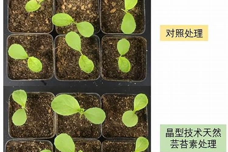 小麦底肥提前撒会挥发吗