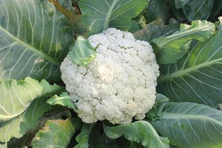 硼肥对改善花椰菜品质的重要作用及施用方法有哪些？